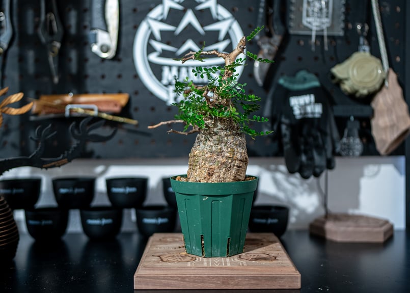 オペルクリカリア パキプス Operculicarya pachypus No.1 | man