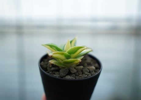 アガベ　王妃雷神錦　黄中斑　Agave　“Ohi Raijin Nishiki Kinakahu”