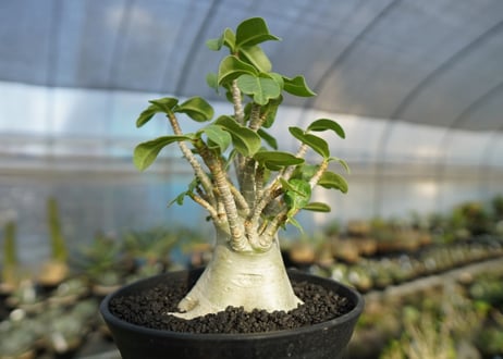 アデニウム　Adenium　No.3