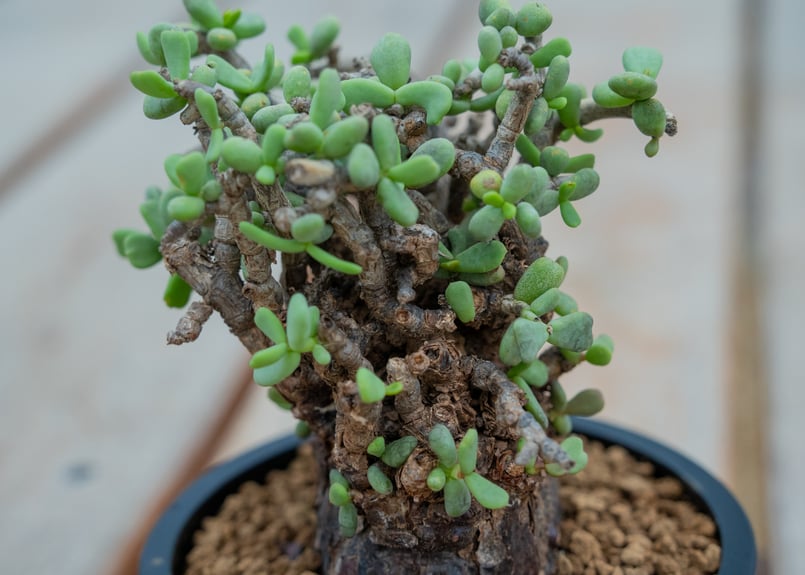 ケラリア ピグマエア | mana's farm:塊根植物・アガベ・ドライガーデン