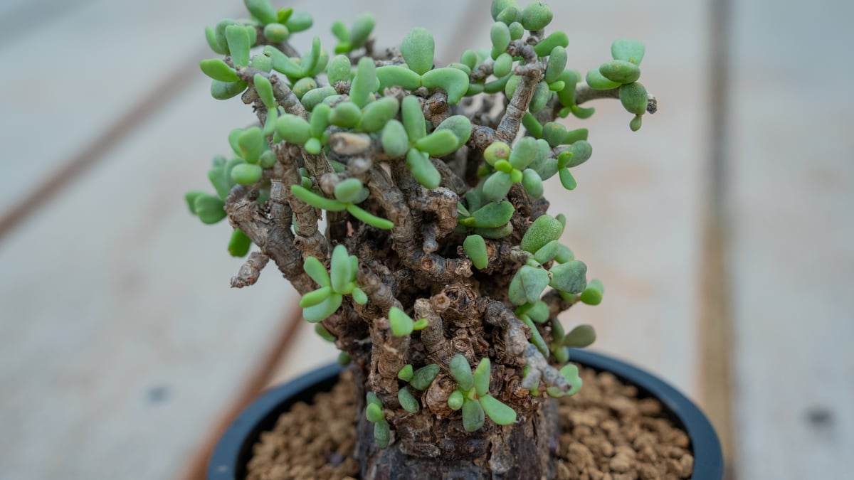 ケラリア ピグマエア | mana's farm:塊根植物・アガベ・ドライガーデン