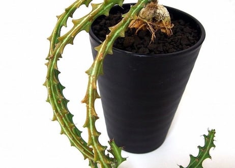 Euphorbia knuthii　 狗奴子キリン