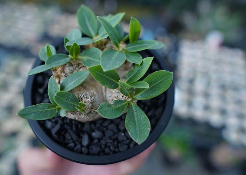 パキポディウム 恵比寿笑い Pachypodium brevicaule | mana's f