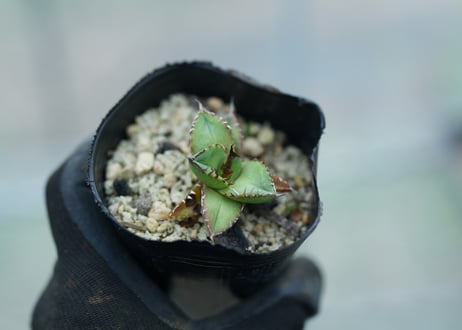 CATEGORY アガベ | mana's farm:塊根植物・アガベ・ドライガーデン植物