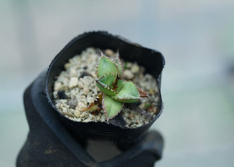 アガベ オテロイ 沖縄実生 No.4 [2026/02/12] | mana's farm: