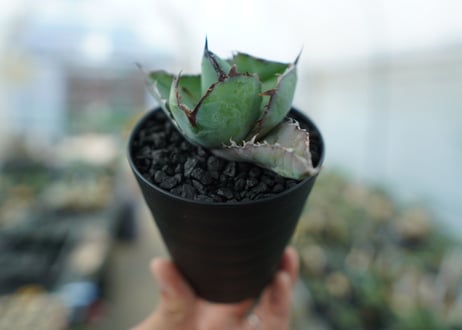 アガベ　チタノタ　 ブラックアンドブルー 　Agave titanota black and blue　No.2