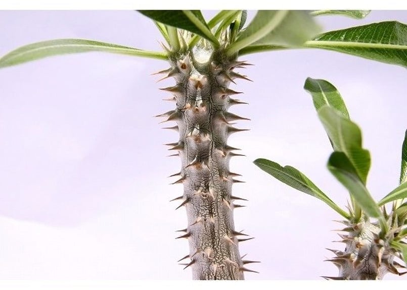 パキポディウム タッキー | mana's green:塊根植物販売|マナズ パキポディウム タッキー | mana's green:塊根植物販売|マナズ
