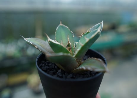 アガベ　チタノタ　鬼爪雪峰  Agave titanota “Onitsume Yukimine”　No.4