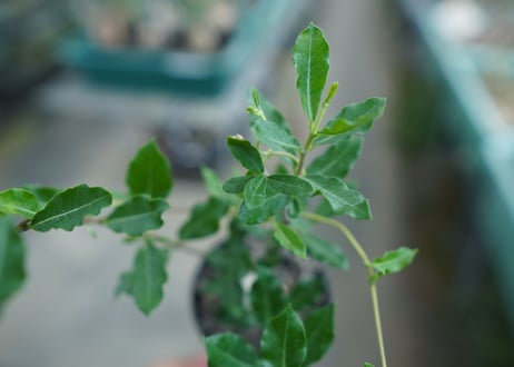 フォッケア　エデュリス　”火星人”　Fockea edulis