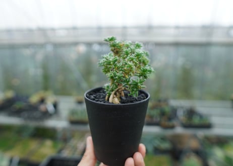 トリコディアデマ ステラツム　Trichodiadema stellatum  No.1