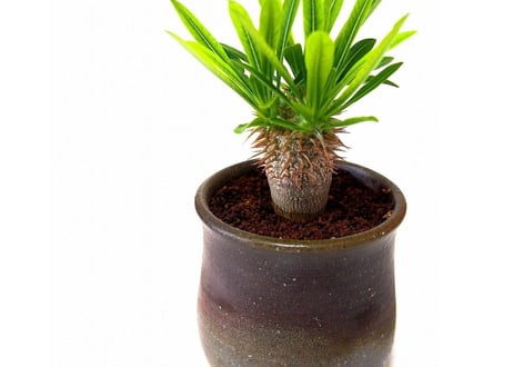 Pachypodium densiflorum シバ女王の玉櫛  №１