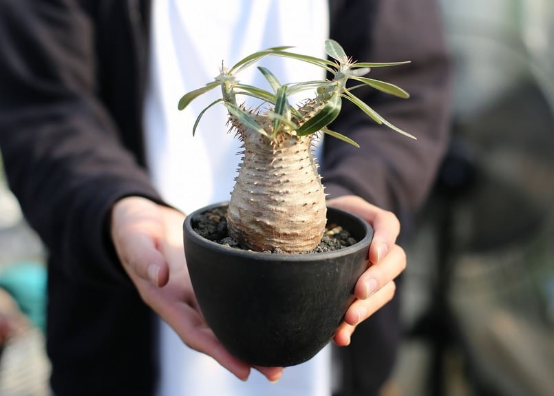 パキポディウム カクチペス鉢込◾️ボタナイズSHO-DO 塊根植物