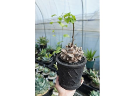 亀甲竜　Dioscorea Elephantipes