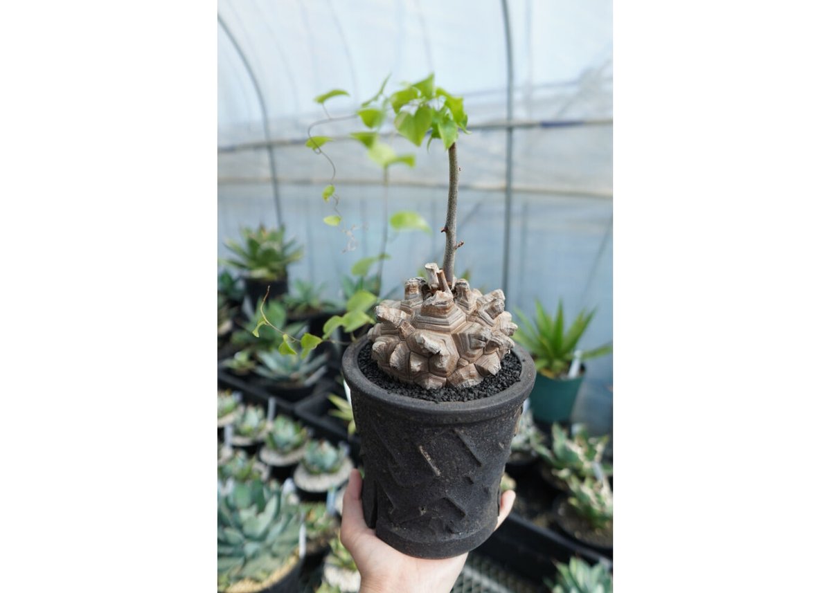 亀甲竜 Dioscorea Elephantipes | mana's farm:塊根植物・ア