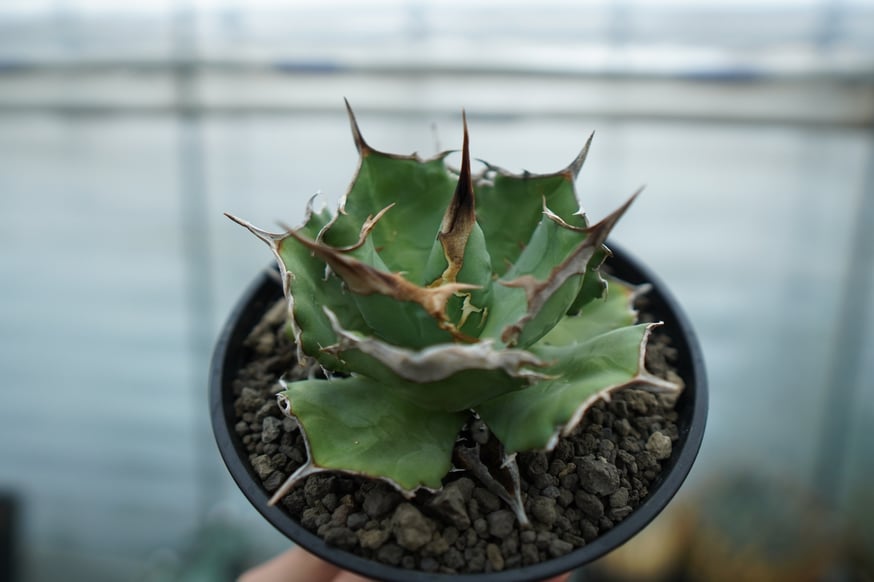 アガベの希少品種を多数アップします。 | mana's farm:塊根植物
