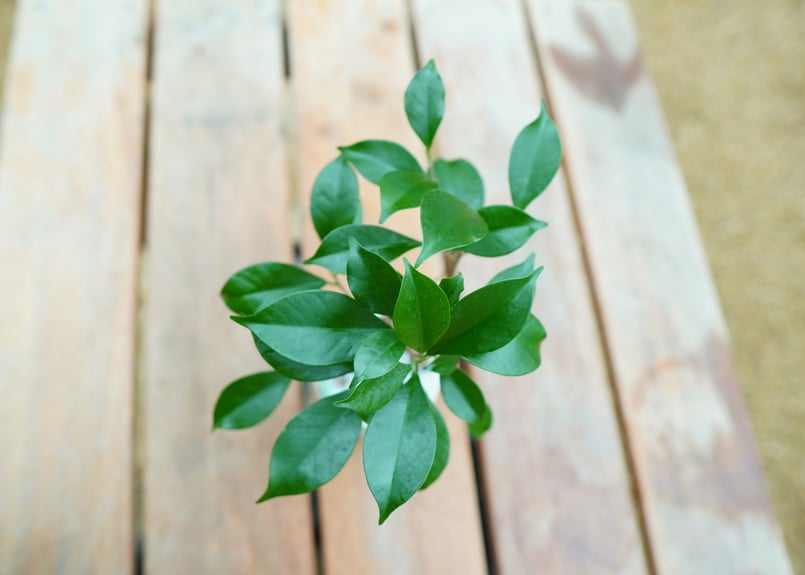 ガジュマル No.2 | mana's farm:塊根植物・アガベ・ドライガーデン植物