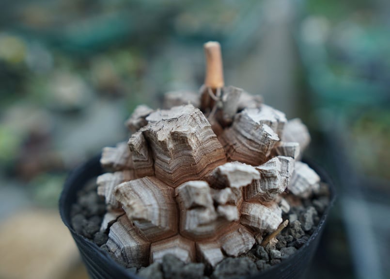 GIRUVI Dioscorea Elephantipes 亀甲竜 亀甲竜Dioscorea elephantipes 11cm 長谷川亀甲竜 - メルカリ