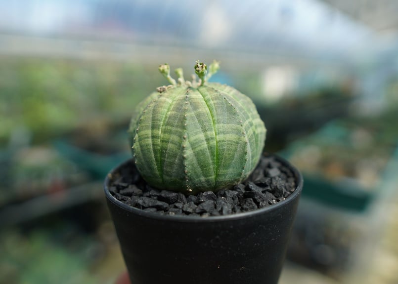 ユーフォルビア オベサ Euphorbia obesa | mana's farm:塊根植物・