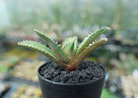 アガベ　チタノタ　FO-76　Agave titanota  FO-76　No.2