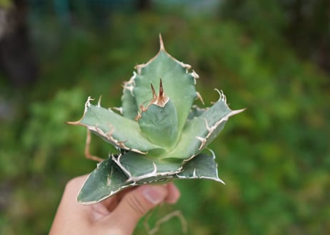 Agave titanota 白鯨 B NO.10