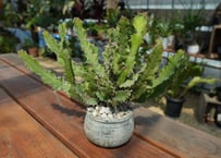 ユーフォルビア　オオマトイ  Euphorbia  triangularis