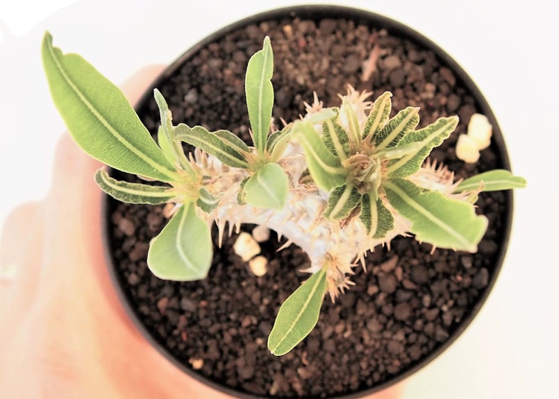 パキポディウム イノピナツム 実生 №3 | mana's farm:塊根植物