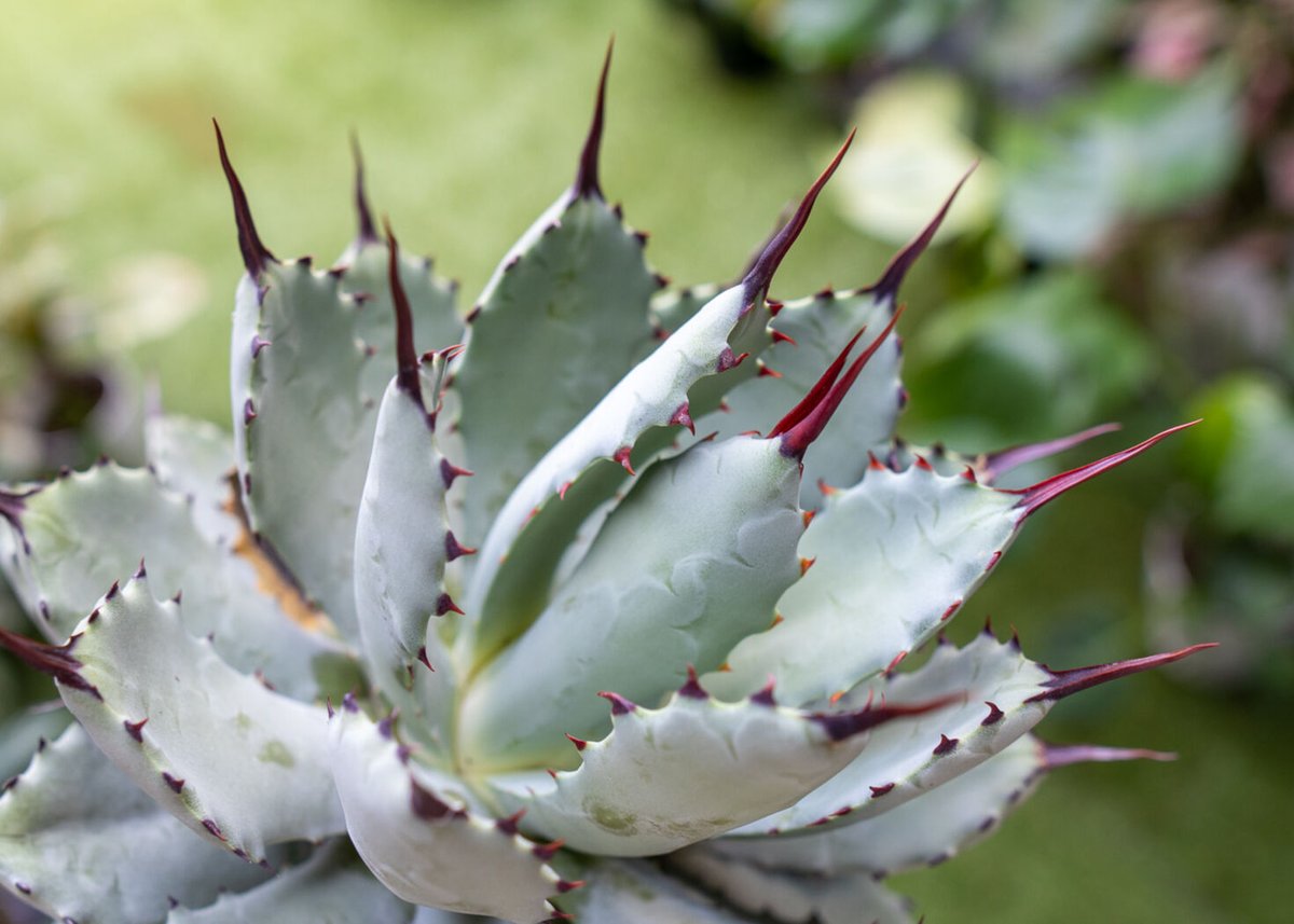 Agave potatorum✖️macroacantha【hybrid】230 Agave macroacantha x Potatorum 中 NO.2 | mana's