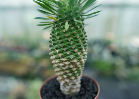 ユーフォルビア　ソテツキリン "パイナップルコーン"　Euphorbia sotetsukirin  No.8