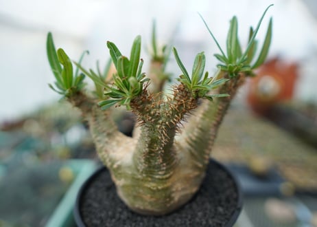 パキポディウム　グラキリス　Pachypodium  Gracilius No.6