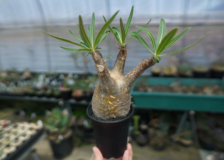 パキポディウム　グラキリス　 Pachypodium Gracilius  No.2