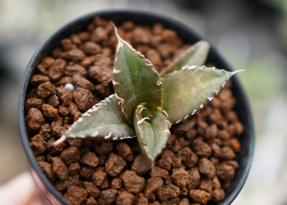 フィリグリー　コンパクト　ボール形状　親株販売 フィリグリー コンパクト ボール形状 親株販売