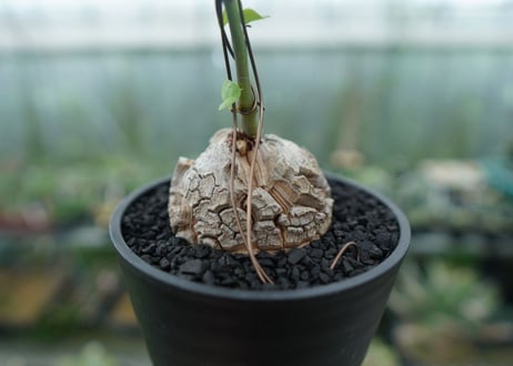 亀甲竜　Dioscorea elephantipes　No.2