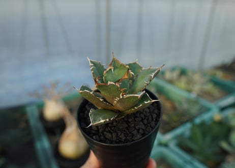 アガベ　チタノタ　FO-76　agave titanota  FO-76