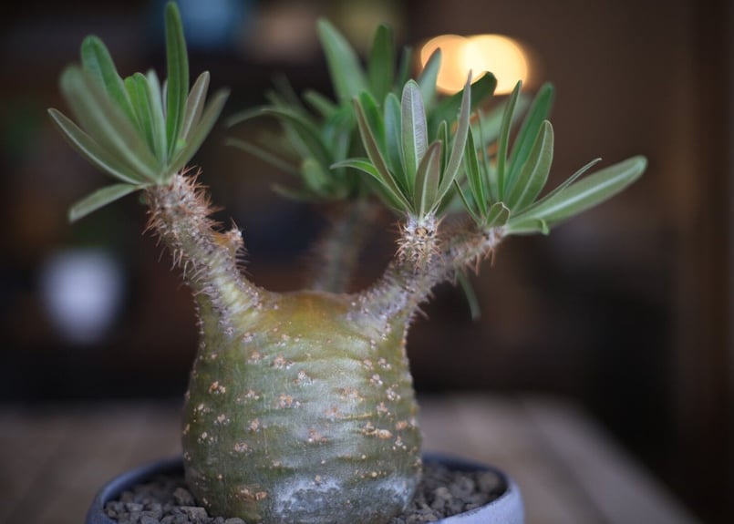 パキポディウム グラキリス Pachypodium Gracilius | mana's f