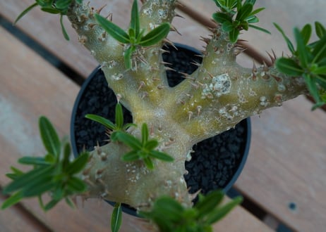 パキポディウム　デンシフローラム Pachypodium densiflorum   No.1