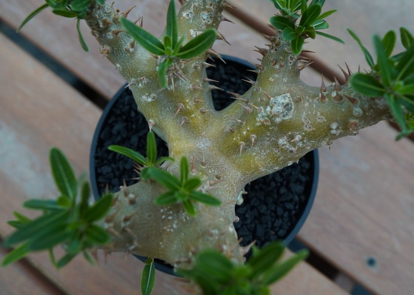 パキポディウム デンシフローラム Pachypodium densiflorum No.1