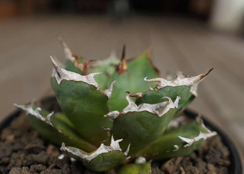 アガベ チタノタ 鬼爪 雪峰 Agave titanota “Onitsume Yukimi