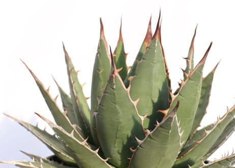 Agave purpusorum  選抜株