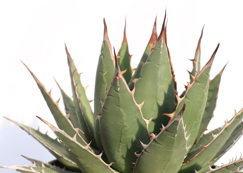 Agave purpusorum 選抜株 | mana's farm:塊根植物・アガベ・ドラ