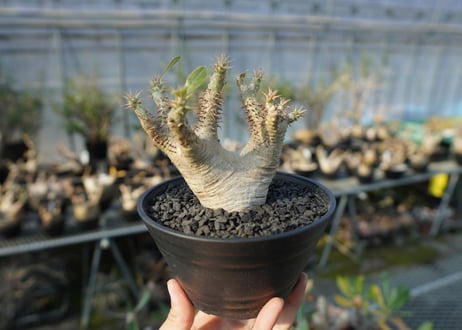 パキポディウム マカイエンセ　Pachypodium makayense　No.7
