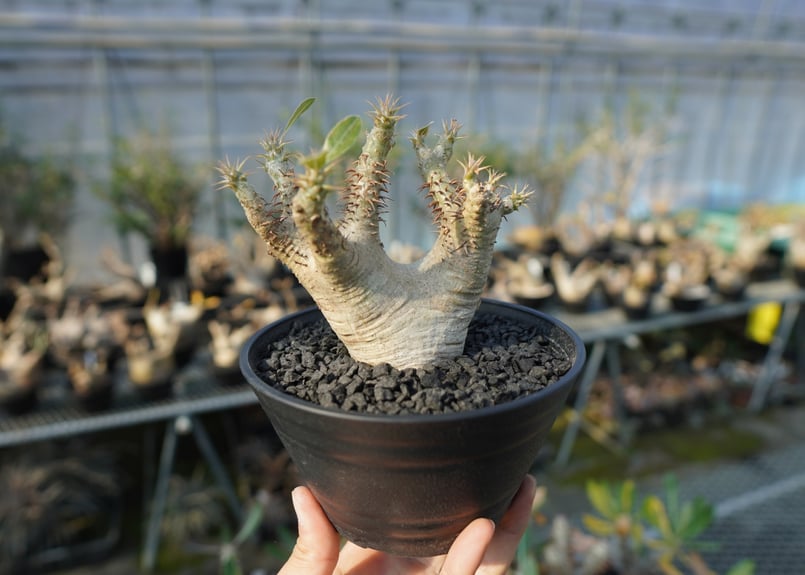 パキポディウム マカイエンセ Pachypodium makayense No.7 | man