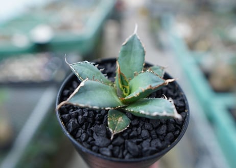 アガベ　チタノタ　FO-76　Agave titanota  FO-76　No.20