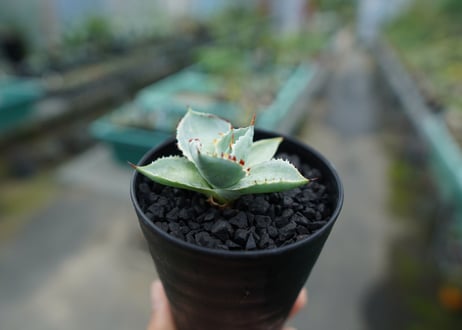 アガベ　兜蟹錦　Agave isthmensis “Kabutogani” variegata