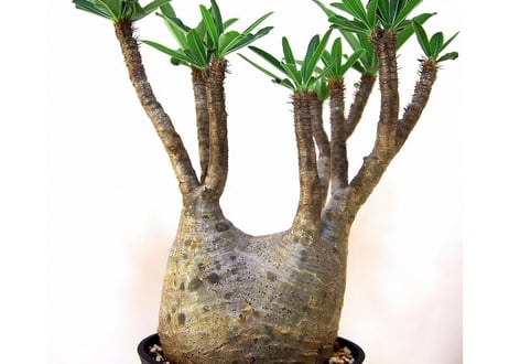 Pachypodium Gracilius パキポディウム  グラキリス  №6
