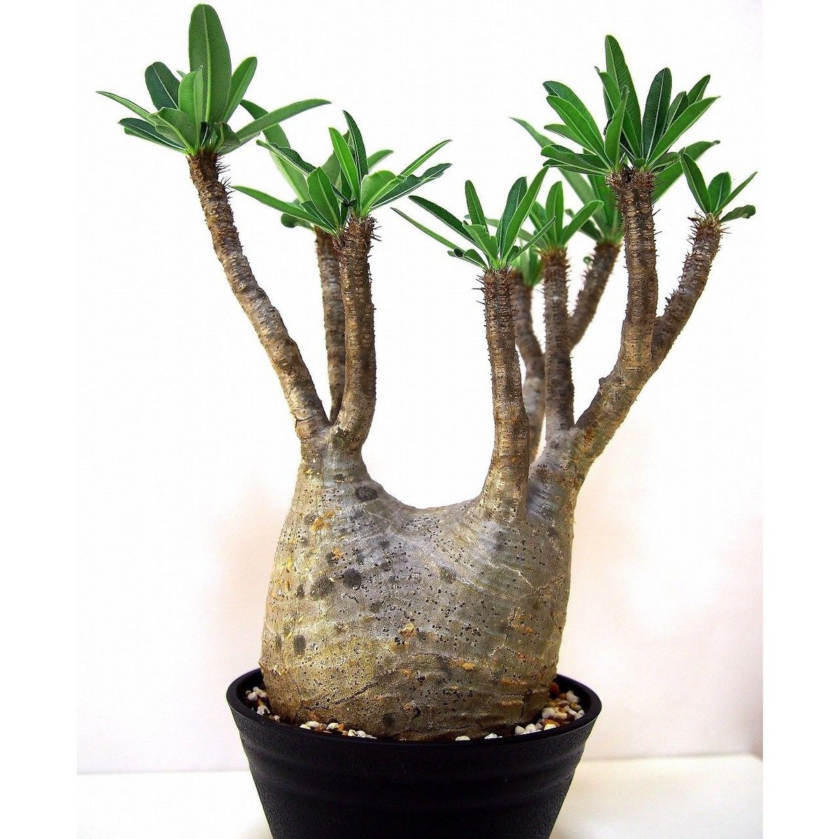 パキポディウム グラキリス Pachypodium gracilius ⑥ Pachypodium Gracilius パキポディウム グラキリス №6 | mana