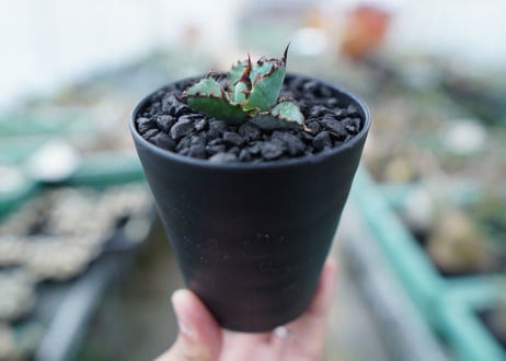 アガベ　チタノタ　 ブラックアンドブルー 　Agave titanota black and blue　No.1