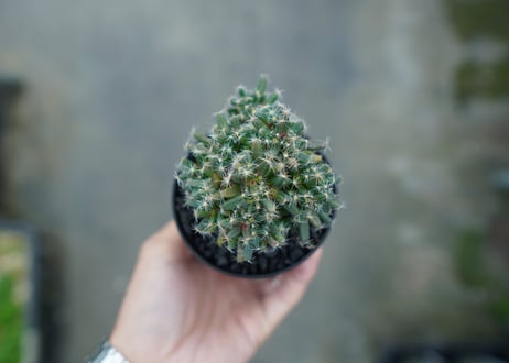トリコディアデマ　デンサム　Trichodiadema densum  No.1
