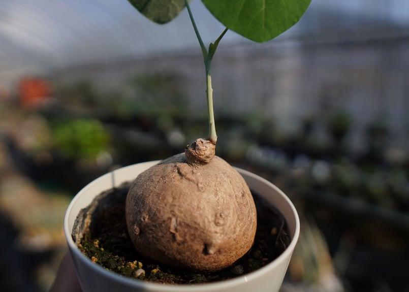 ステファニア 楽天市場】（観葉植物）ステファニア エレクタ 2．5〜3号（1