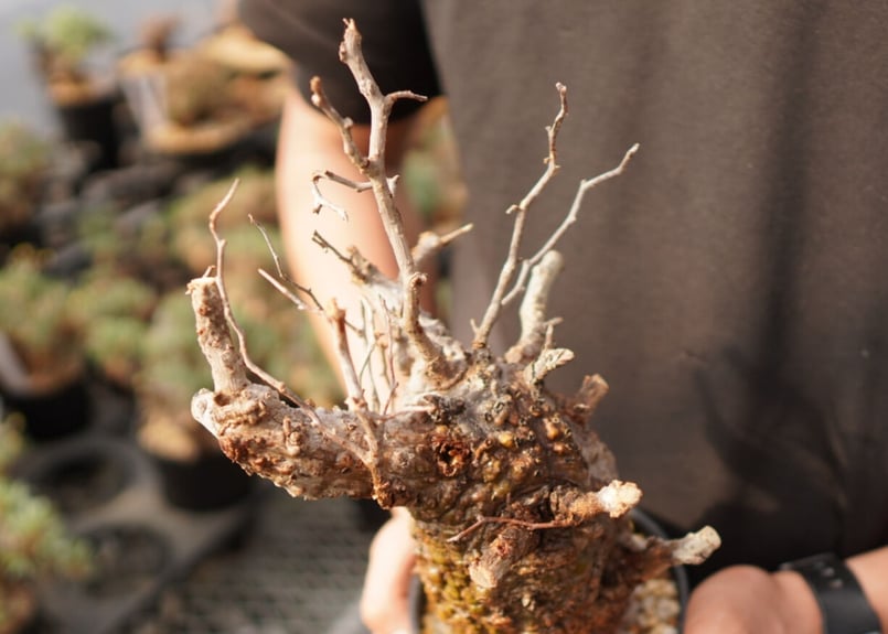 オペルクリカリア パキプス 発根済み ミニマム グラキリス アガベ