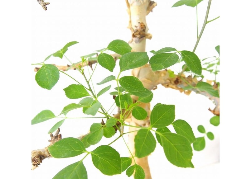 Commiphora kataf コミフォラ カタフ | mana's green:塊根植物 Commiphora kataf コミフォラ カタフ | mana's green:塊根植物